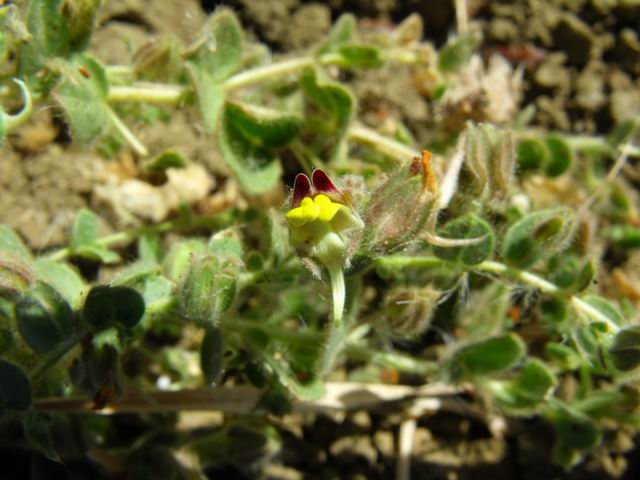 Kickxia spuria subsp. integrifolia
